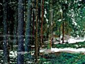 Roland_Hille_DerWald