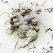 Roland_Hille_Fungus_Komplott